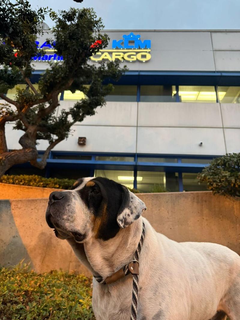 envio-de-mascotas-internacional