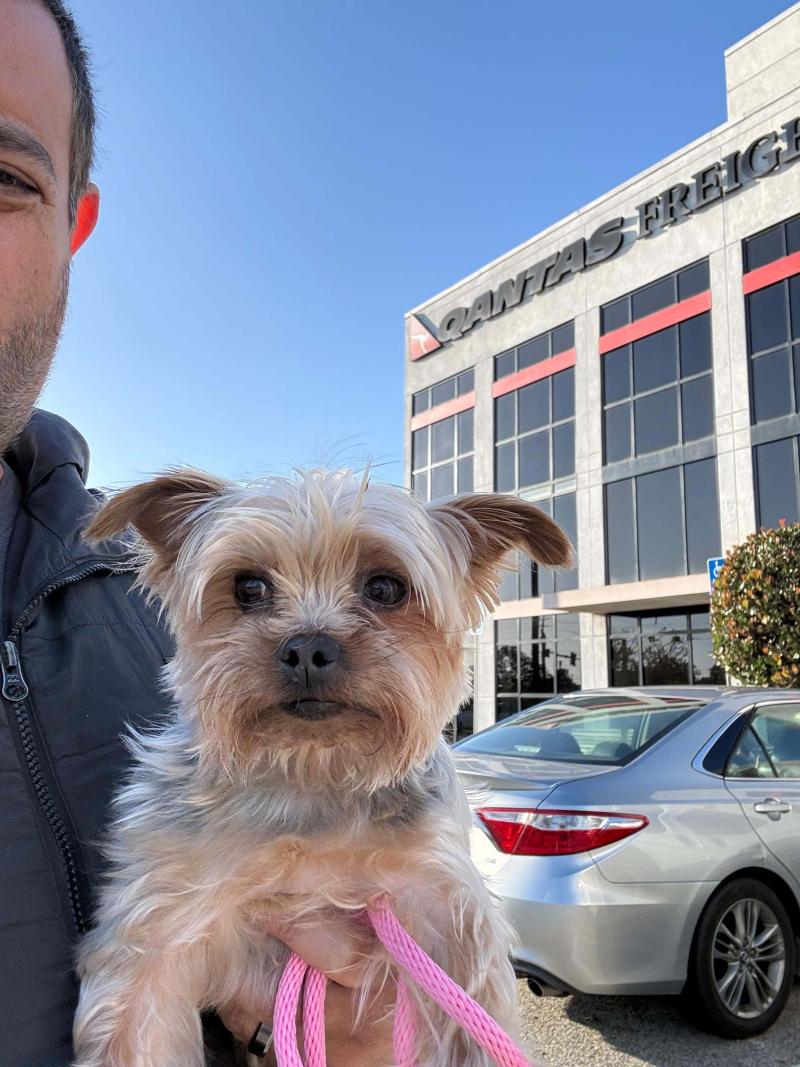 transporte-seguro-de-mascotas-internacional