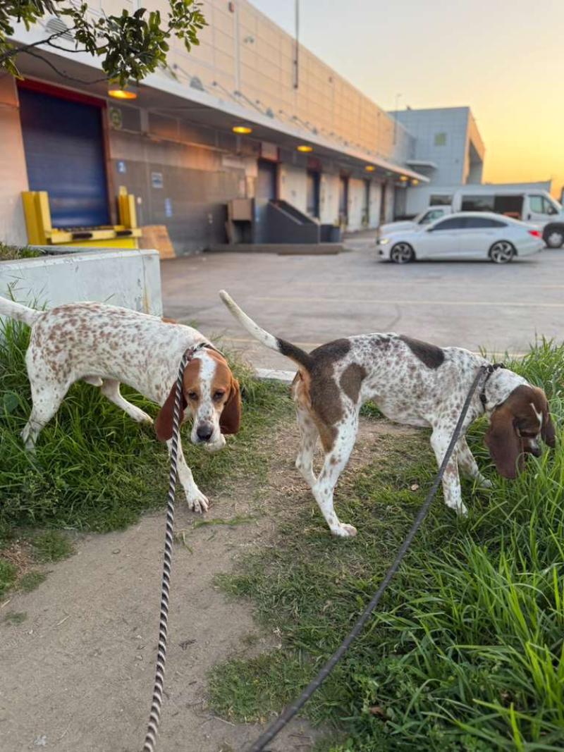 successful-international-dog-relocation-latin-america