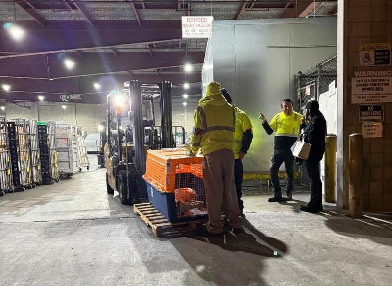 transporte-internacional-de-mascotas