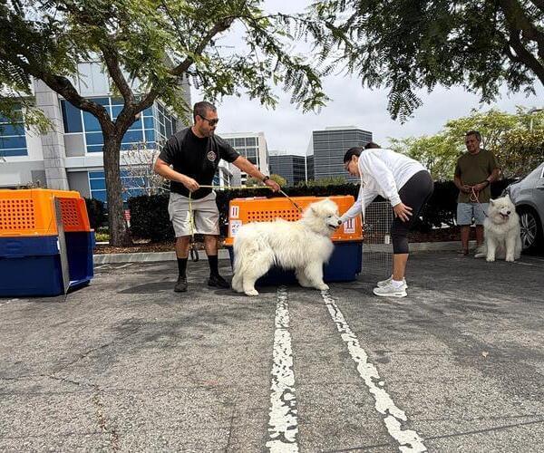 Perro de pie en jaula PP90 con las orejas tocando la parte superior, mostrando un ajuste no conforme