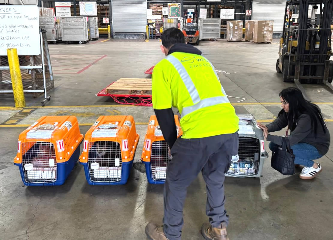 vuelos para mascotas