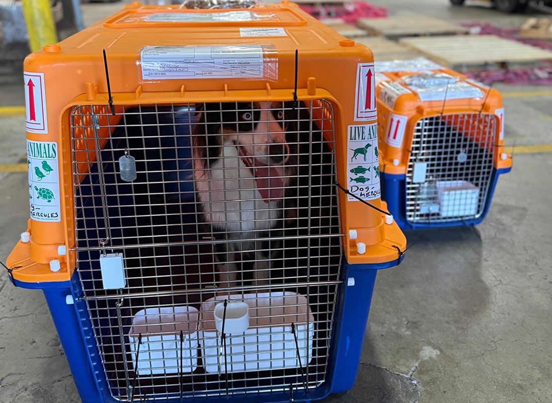 Cajas de Transportacion Viajes Para Mascotas