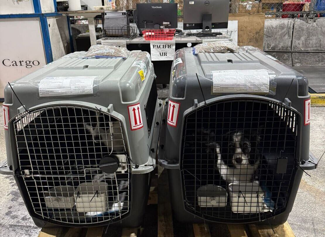 Transporte internacional de mascotas