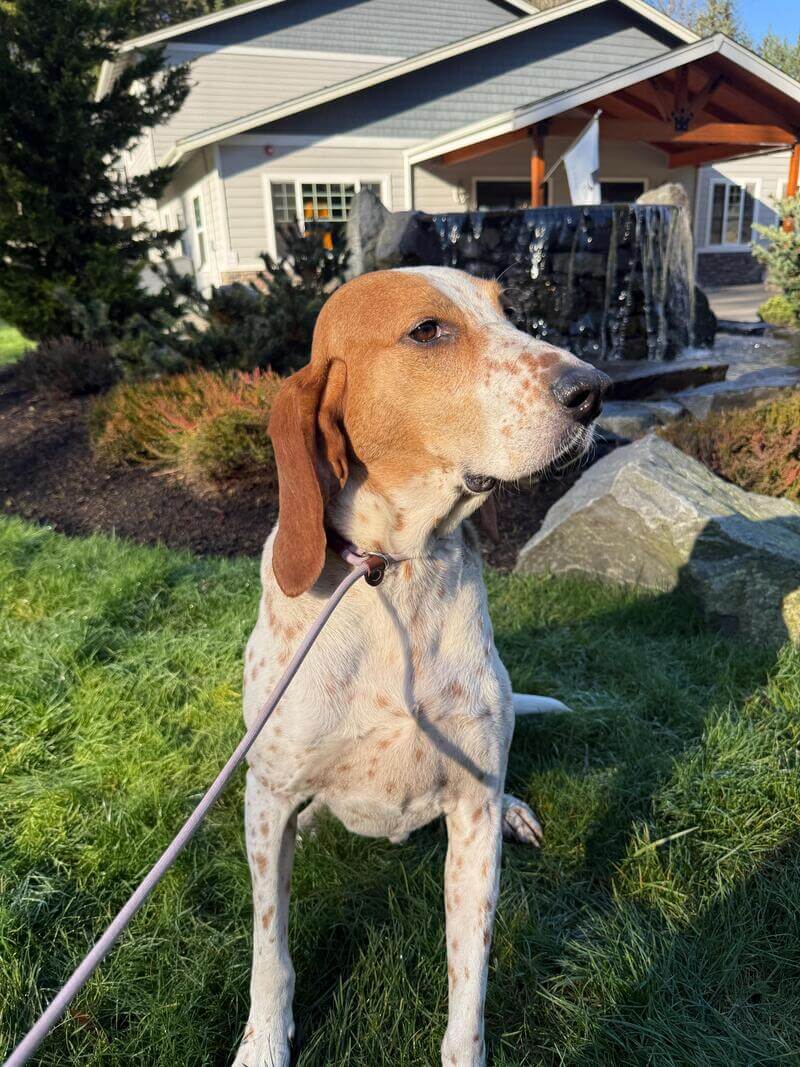 Hospedaje y servicios para mascotas durante viajes internacionales en Seattle