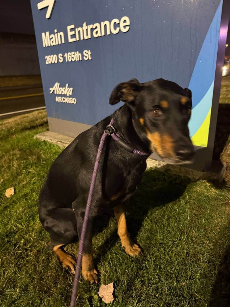 Primer plano de Kilo el perro con correa durante el check-in en las instalaciones de Alaska Air Cargo