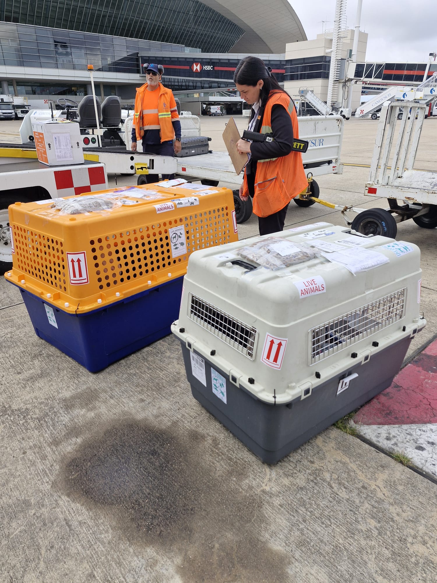 Llegada de perros en Montevideo tras vuelo internacional