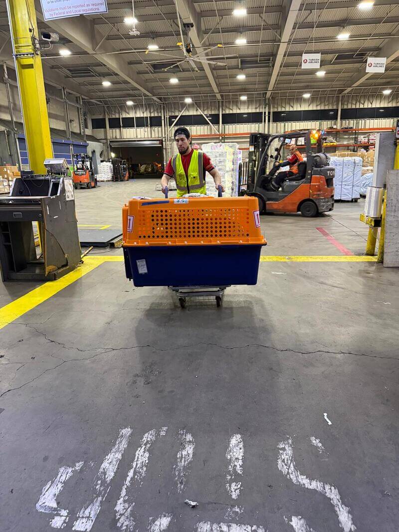 Llegada de mascotas y servicios de recogida en LAX para transporte internacional de perros