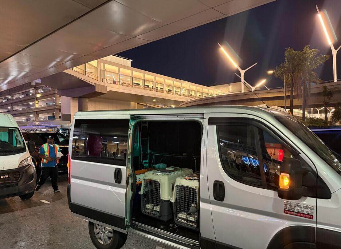 Envio de mascotas Sur de California