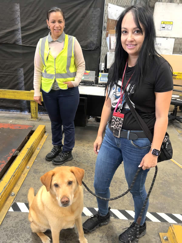 Traslado real de mascotas; conoce a Sherlock Bones, una dulce mascota senior de 9 años que viajó desde Los Ángeles, California, a Bangkok, Tailandia.