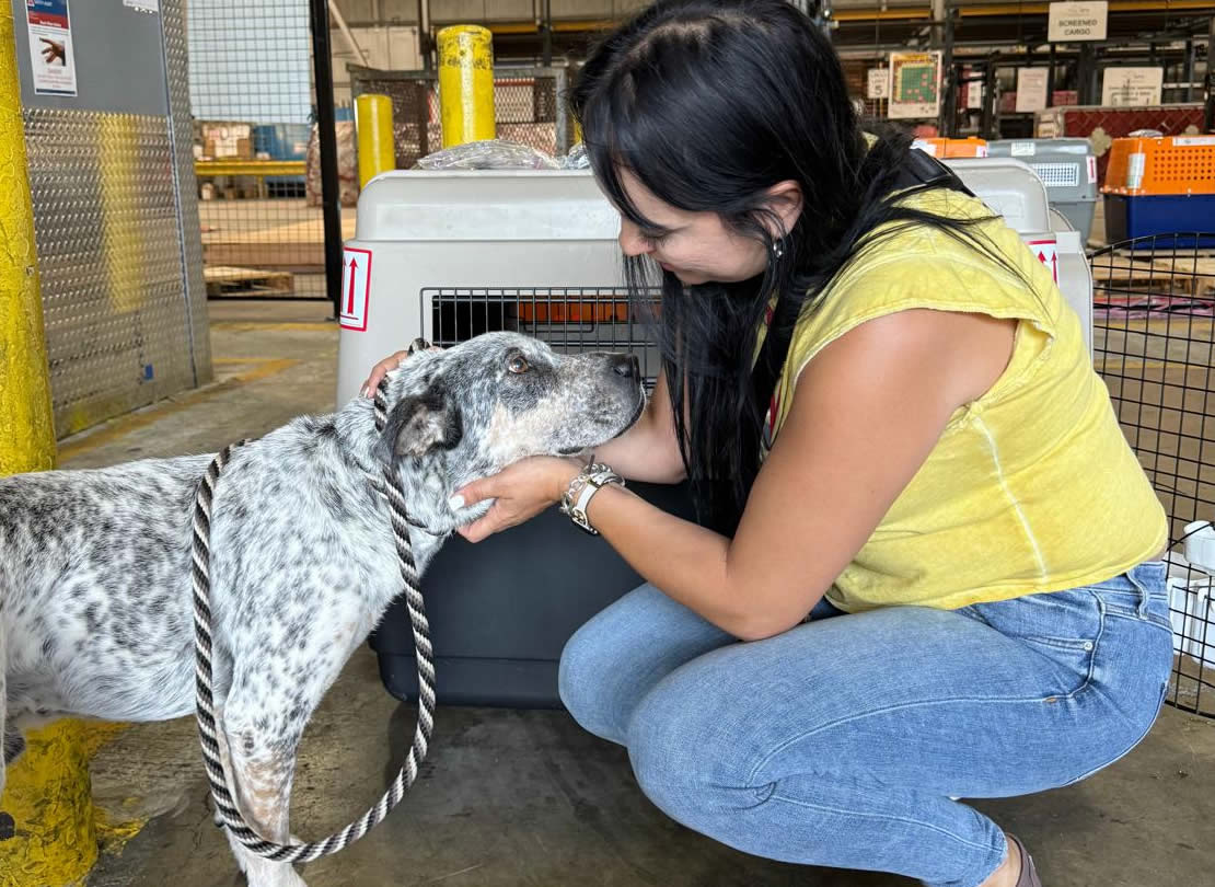 transporte internacional de mascotas