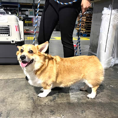 Reyna viajando de LAX a Argentina