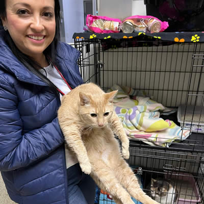 Gatitos viajando de LAX a Chile