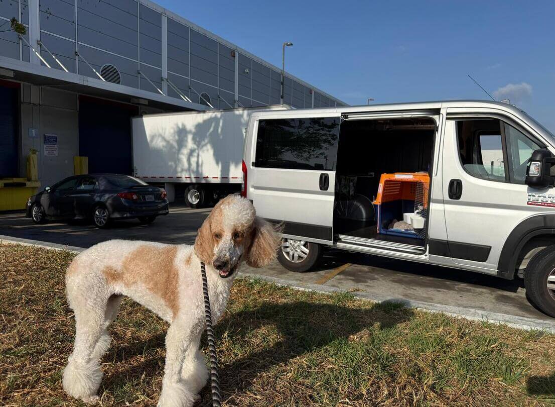 transporte mascotas Panama
