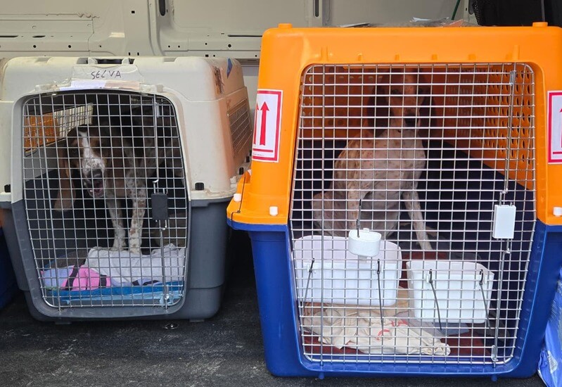 Transporte internacional de perros de Seattle a Uruguay vía Panamá