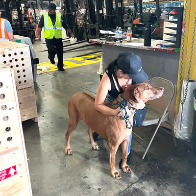 Firulais viajando de Los Ángeles a México