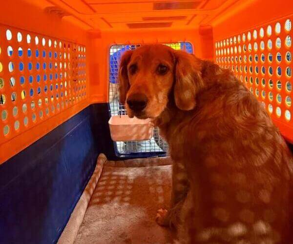 Tucker el perro enjaulado y registrándose en LAX para su vuelo internacional a Costa Rica