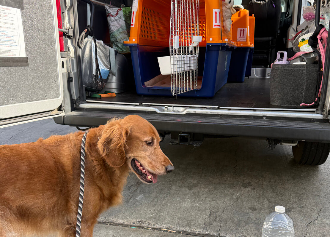 mudarte con tu mascota a costa rica