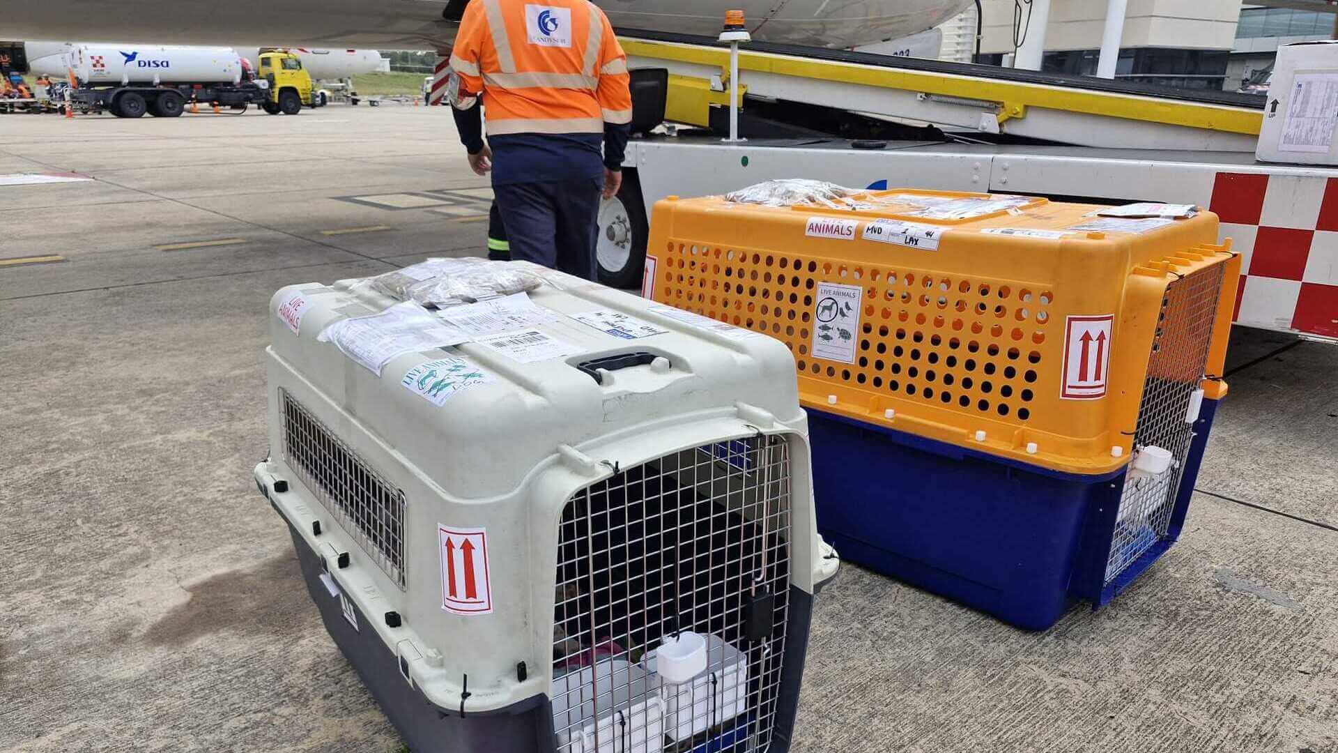 Cajas de mascotas aprobados por aerolíneas para transporte internacional de mascotas