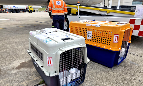 Envíos internacionales de mascotas desde Estados Unidos