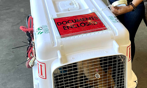 Documentación de importación y exportación para mascotas