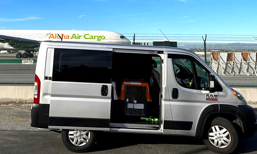 Logística completa para transporte de perros, gatos y mascotas