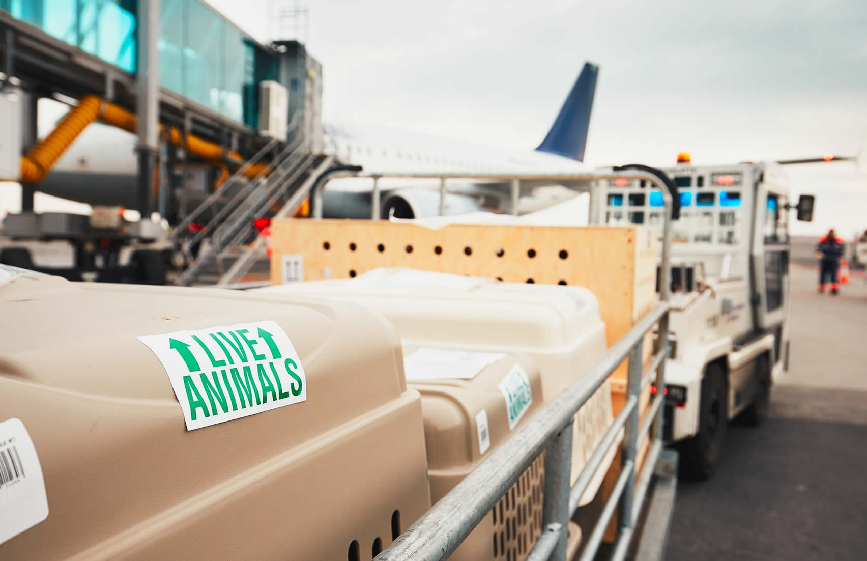 Envío de animales vivos