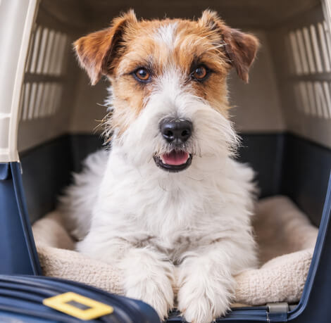 Transporte de Mascotas