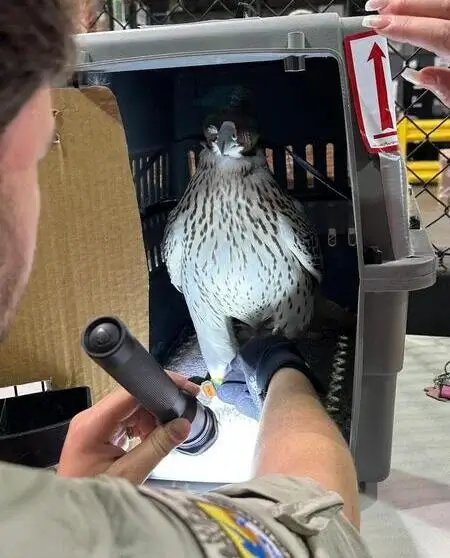 Transporte de aves y reptiles exóticos hacia Latinoamérica con Mascotas Travel