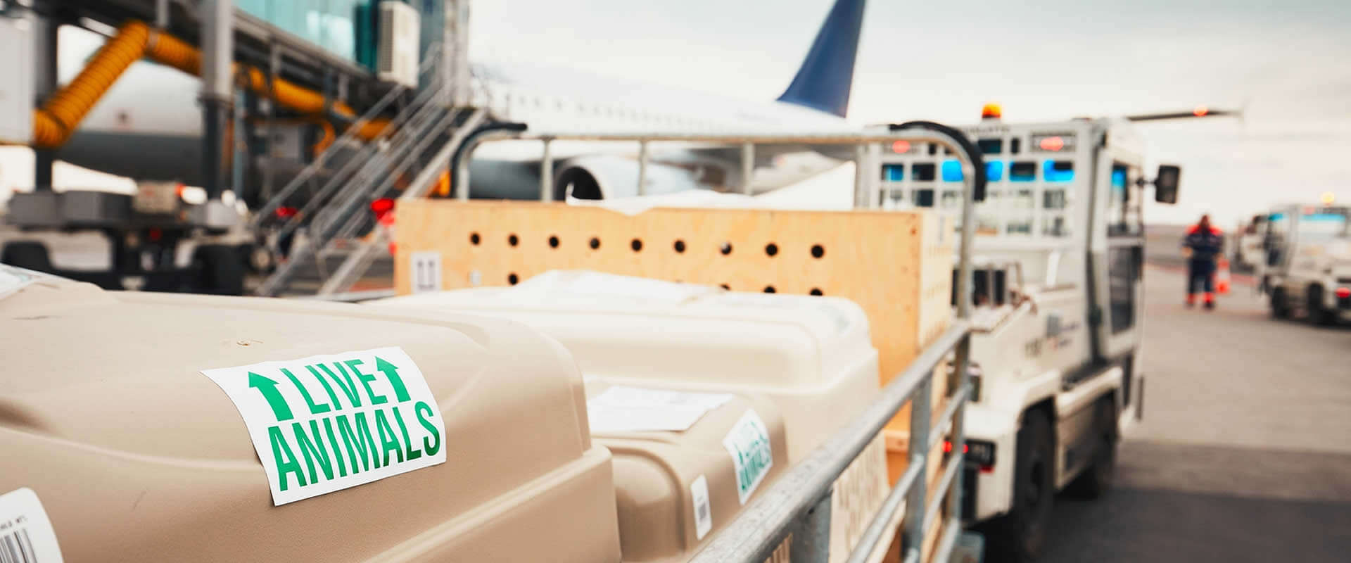 Transporte Internacional de Mascotas