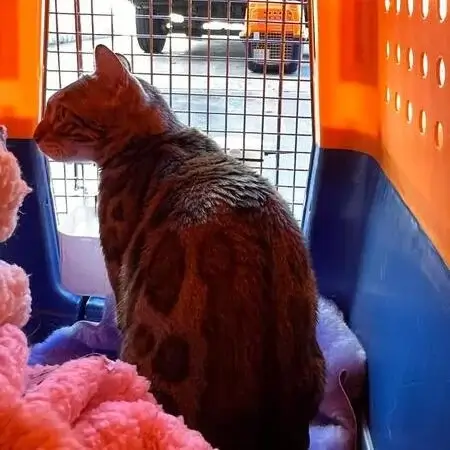 Traslado seguro de animales exóticos entre EE. UU. y Latinoamérica