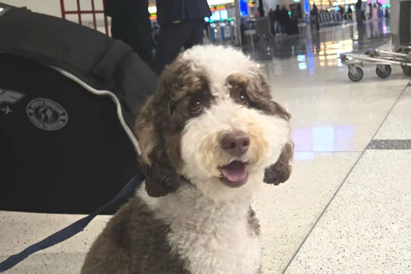 Perro llegando a un aeropuerto internacional después de un vuelo seguro y sin estrés